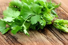 Does Cilantro Cause Heartburn?