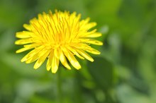 Herbs That Remove Ascites in the Abdomen