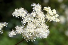 Herbs to Reduce Swelling