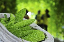 Bitter Melon & Weight Loss