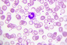Five Types of White Blood Cells