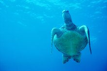 Turtle Oil's Qualities for Lungs