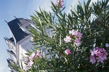 Allergic Reactions to Oleanders