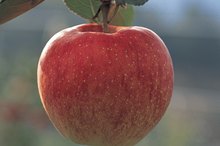 Food Allergies That Produce a Rash on the Face
