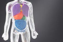 What Are the 19 Steps in the Digestion of Food?