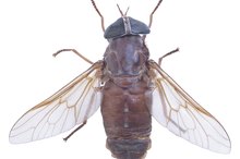 How to Treat a Horsefly Bite
