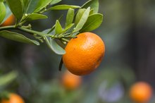 Vitamins and Herbs to Promote Tissue Growth
