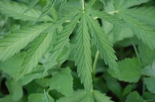 Signs of Someone Smoking Marijuana
