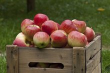 The Carb Count in Apples