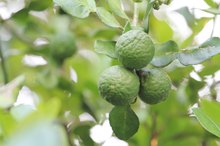 The Side Effects of Bergamot Oil