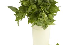 How to Use Dried Basil for Basil Tea