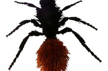 Are Velvet Ants Dangerous to Humans?