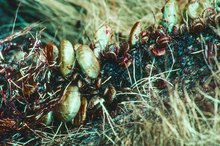 Chiggers Vs. Tick