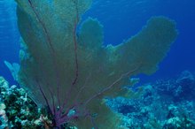 Marine Phytoplankton Nutrition