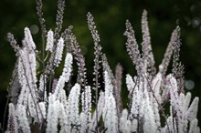 Black Cohosh & Fibroids