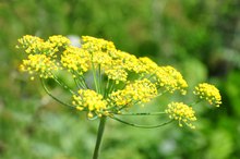 Fennel Tea for Constipation