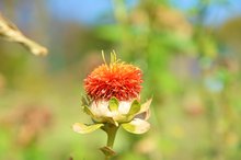 Safflower Oil Allergy