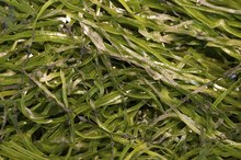 Benefits of Sea Kelp Tablets