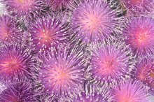 Should People With Fibroids Take Milk Thistle?