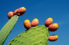 Which Fruits Contain Tartaric Acid?