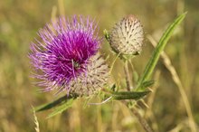 Herbs for Liver Cysts