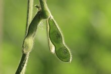 What Happens if You Eat Raw Soybeans?
