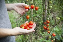 About a Vegetable and Water Diet