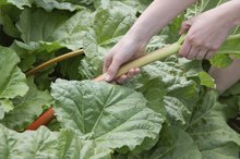 Can You Eat Rhubarb Leaves?