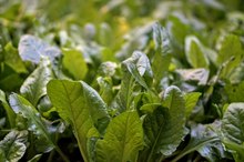 Can Spinach Thin Your Blood?