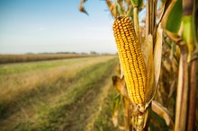 Health Risks of Corn Oil