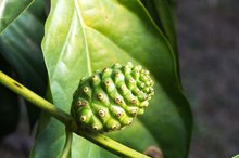 Noni Tea Side Effects
