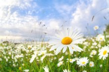 What Herbs Can Bring Moisture to Dry Eyes?