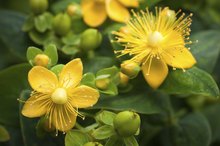 What Herbs Interact With Paxil?