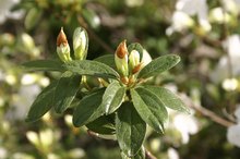 Benefits of the Rhododendron Herb
