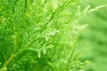 Cedar Leaf Oil Toxicity