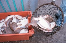How Much Protein Is in a Filet of Flounder?