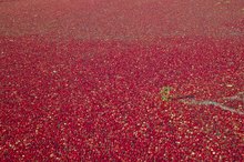 Cranberry Juice for Water Retention