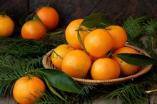 Clementine Allergy