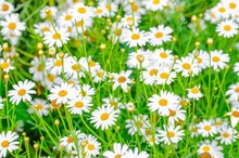 Chamomile for Hair Loss