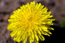 Dandelion & Breastfeeding