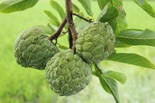 How to Eat Cherimoya