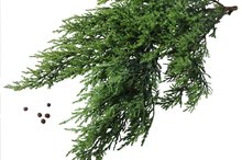 Juniper Allergies & Rashes