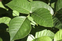 Baking Soda Poison Ivy Treatment