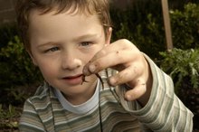 Symptoms of Intestinal Worms