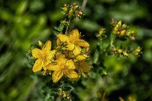 Passion Flower & St John's Wort for Anxiety & Depression