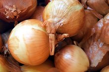 Do Onions Thin Blood?