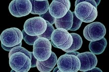 How to Tell Acne From Staph