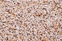 Psyllium Husk Health Benefits
