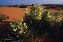 Yucca Flower Facts