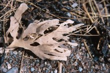 How to Take Kelp Powder